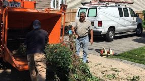 Manhattan Tree Care | Tree Removal Service