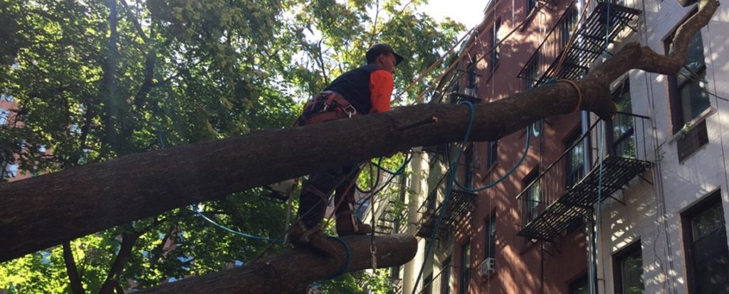 Manhattan Tree Service | Tree Care