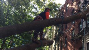 Manhattan Tree Service | Tree Care