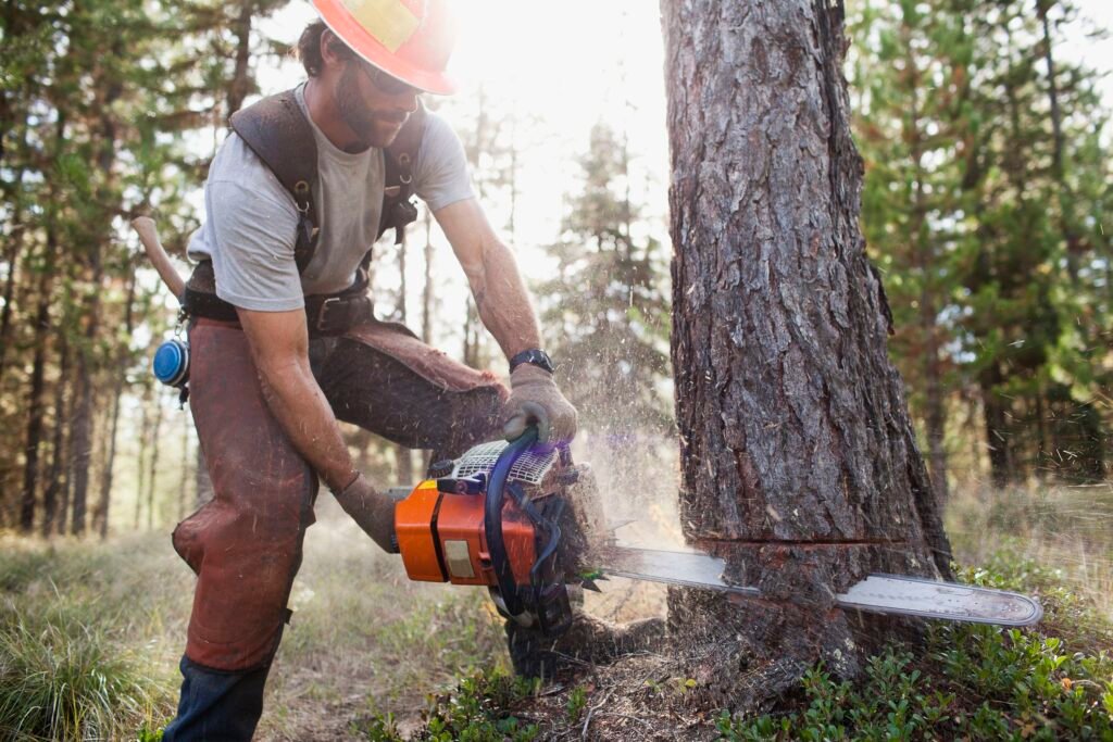 tree removal