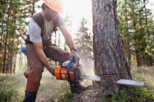 tree removal