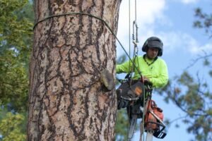 Tree Arborist