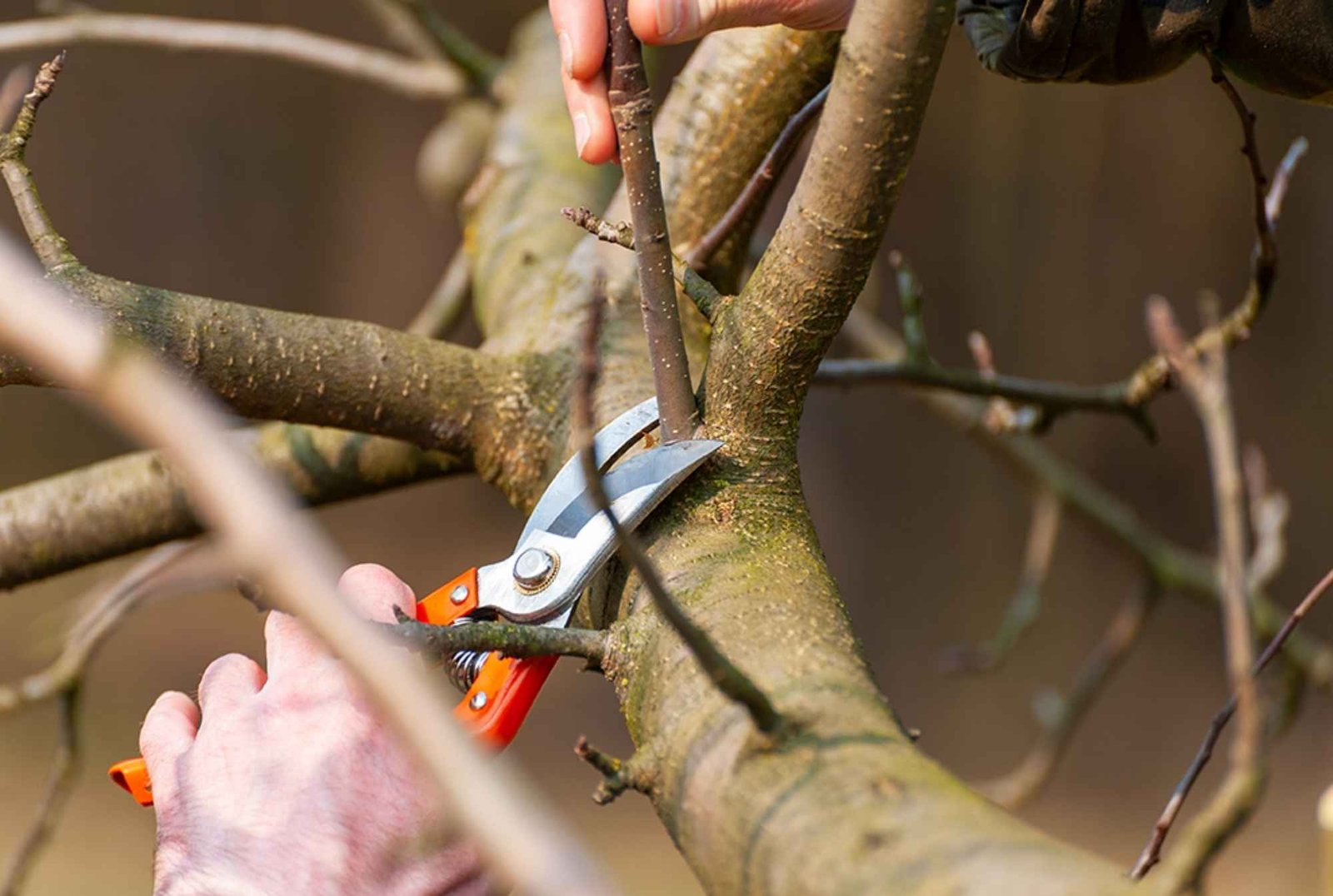 Curated visual reference: Local Tree Trimming And Care Services Reference: Tree Trimming Services Manhattan Local Experts