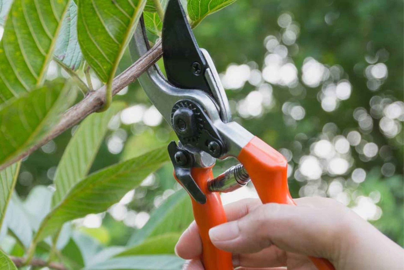 Curated visual reference: Tree Trimming Services Manhattan Local Experts Photo Inspiration