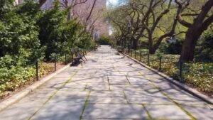 Manhattan Sidewalk Trees