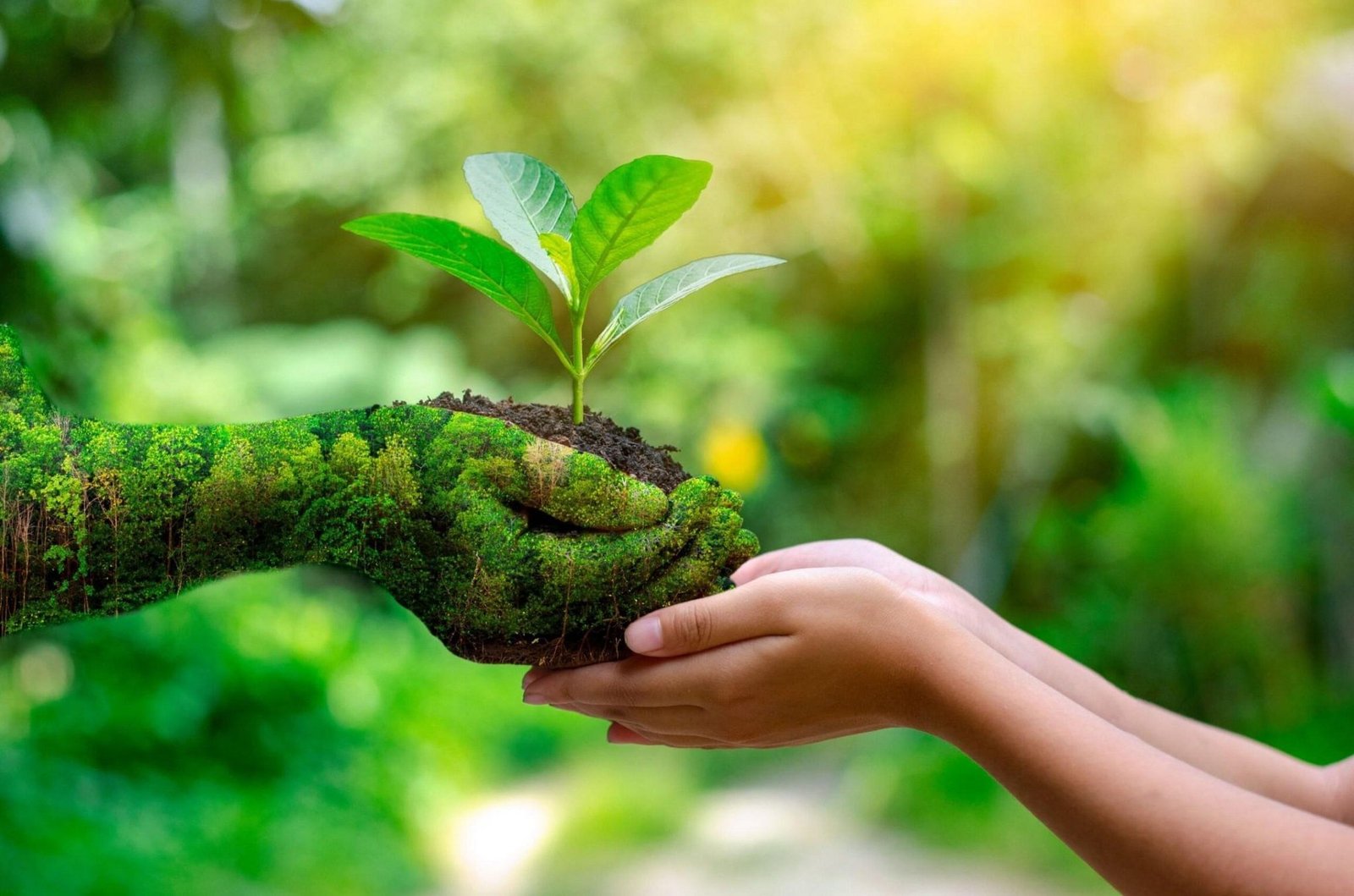 Tree Training Is Essential for Healthy Growth
