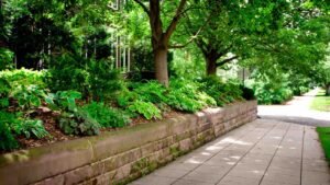 Urban Trees