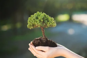 Soil Health Is the Foundation