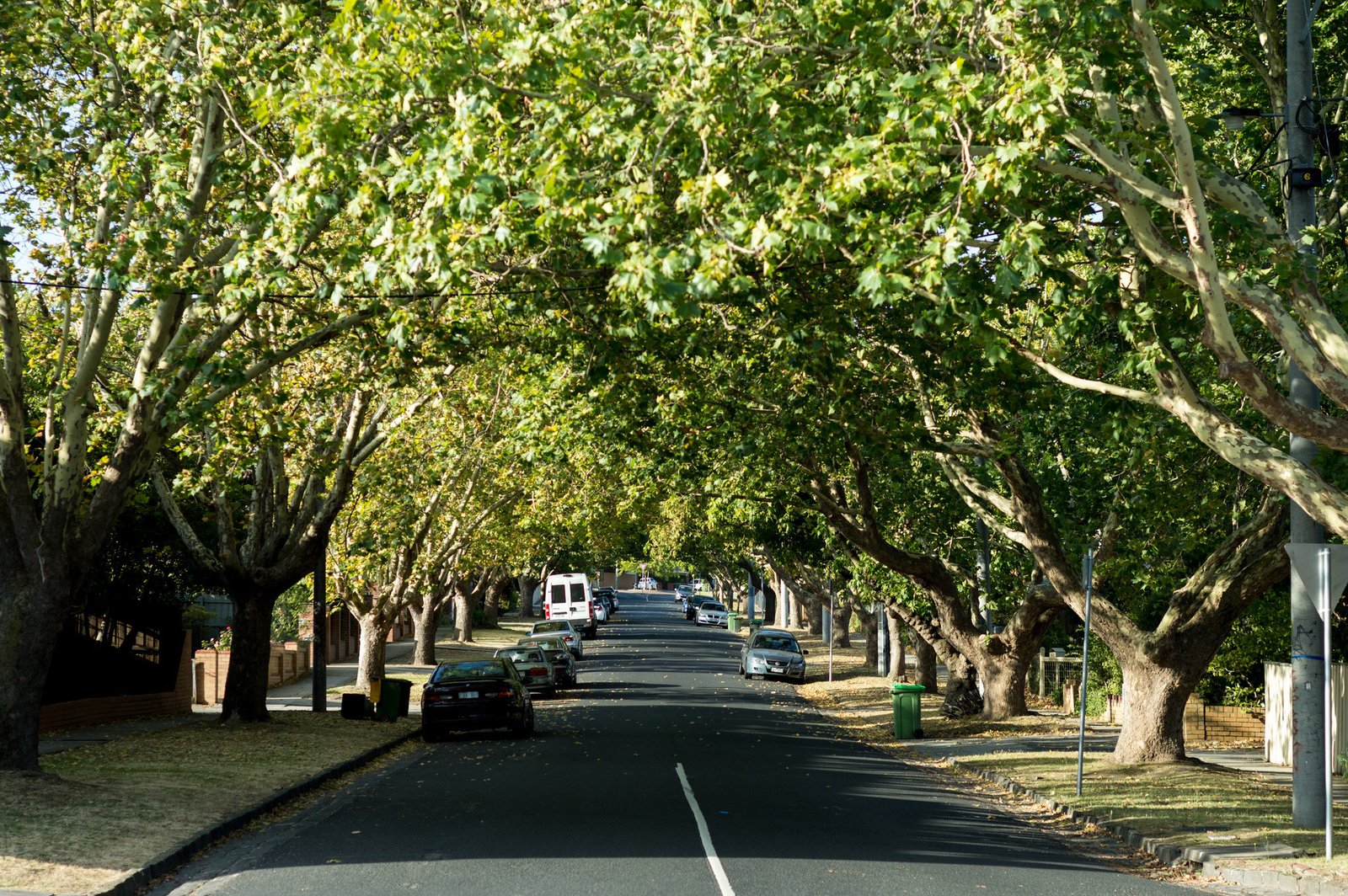 Urban Trees