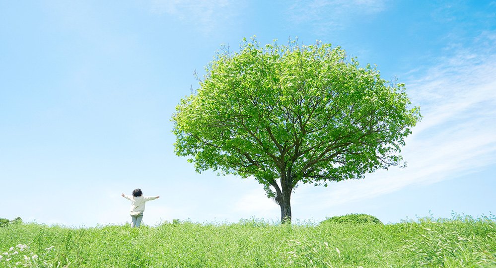 Trees Improve Air Quality