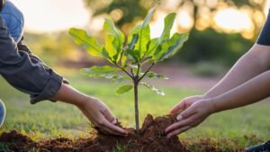 Tree Training Is Essential for Healthy Growth