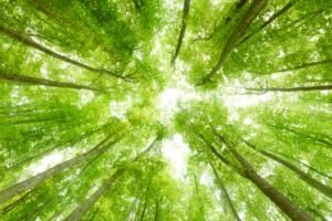 Trees Improve Air Quality